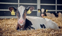 Dumfries: What makes a calf thrive?